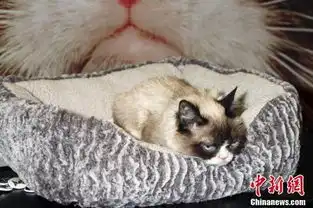  网红不爽猫离世因为臭脸表情曾狂揽1亿美元