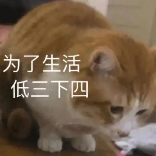  可爱猫猫表情包为了生活