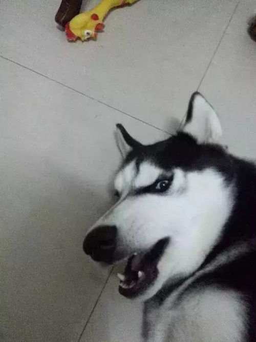  假如二哈没有了黑眼圈
