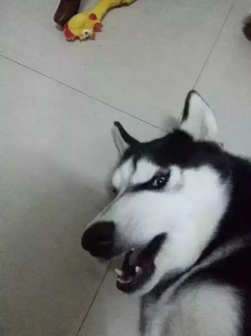  假如二哈没有了黑眼圈