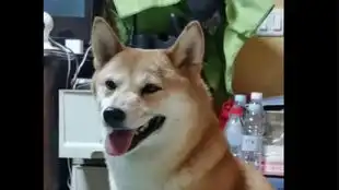  柴犬迷惑行为