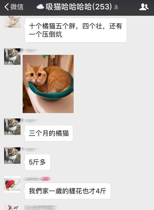  爱宠表情包也能发家致富来斗图啊
