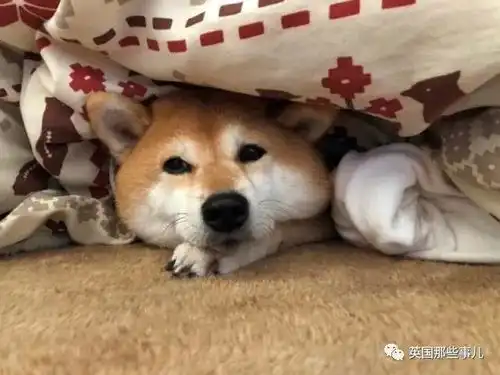  柴犬doge表情包的原型狗狗病危上月刚满17岁,全球网友都在祈祷
