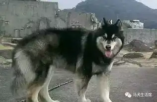  阿拉斯加表情狰狞的躺在泥坑中一动不动,把主人吓尿了