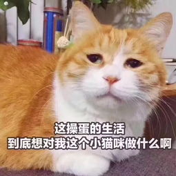  深夜电台零点独家稳中带皮新闻联播