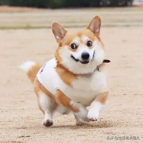 柴犬斜眼表情包钟南山