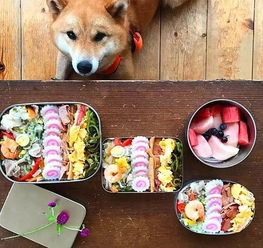 呆萌柴犬陪主人吃饭,表情可爱火爆ins,网友真让人羡慕 呆萌柴犬陪主人吃饭,表情可爱火爆ins,网友真让人羡慕