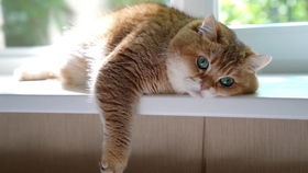  怎么办我的猫见到老鼠只会躺下卖萌