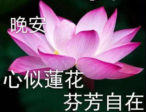 今晚约吗文字表情包问候