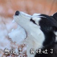  二哈表情包微信