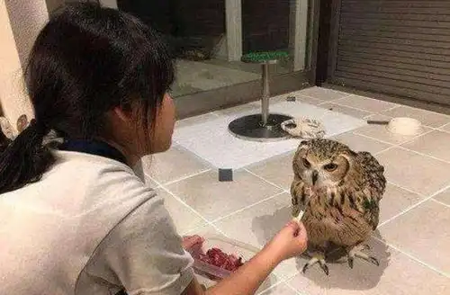  猫头鹰正在孵蛋,主人非要摸一下,猫头鹰你行那你孵吧