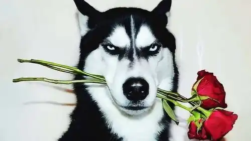  哈士奇为啥做不了军犬确实不敢用,怕给敌军送狗头