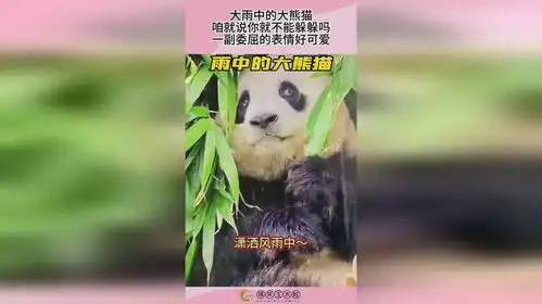  大雨中的大熊猫,咱就说你就不能躲躲吗,一副委屈的表情好可爱
