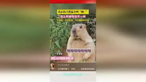  真正的土拨鼠尖叫啊,怎么和表情包不一样,土拨鼠不好意思,今天喉咙发炎啦