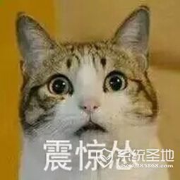  猫咪超怂表情包完整版下载,猫猫怂表情包大全无水印版