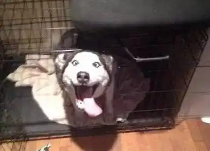 为啥说讨厌一个人就送他一只二哈,看了就知道了.... 为啥说讨厌一个人就送他一只二哈,看了就知道了....