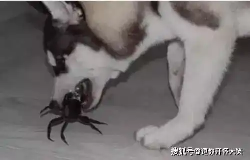  哈士奇挑衅大螃蟹,竟被大螃蟹钳得嘴肿