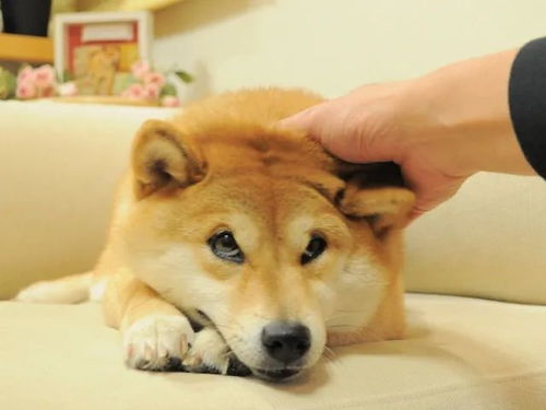  网红柴犬的18年,它也一定会这样在某处活下去吧