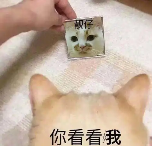  你看看我,靓仔猫咪表情包你看看你,你看看我