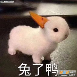  兔了鸭可爱表情包鹅要蜂了表情包下载乐游网游戏下载