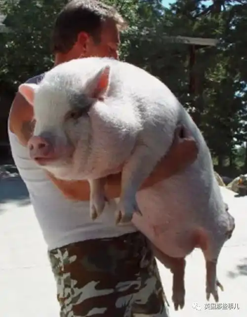 灭绝边缘救回来这种世界上最小的猪,终于能在野外自由稳定生存了 灭绝边缘救回来这种世界上最小的猪,终于能在野外自由稳定生存了