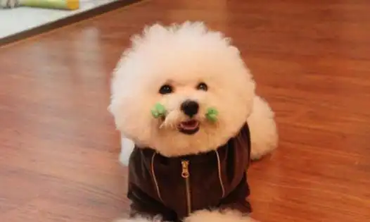 比熊图片表情包笼子