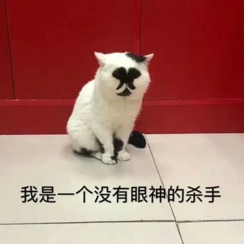  可爱猫咪表情包第一弹姐妹们我给你讲哦,男人说的话千万不要信