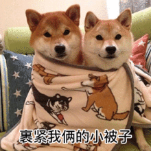  裹被子的柴犬表情包合集除非打钱,其他别喊我