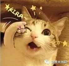  必须收藏,有了这些表情包,让你在宠界斗图战无不胜
