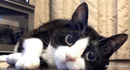  颜值超高的6种土猫,中华本土猫yyds,别羡慕外来猫了