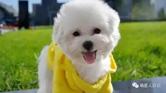  比熊犬适不适合新手小白来饲养呢饲养前你知道这些就够了