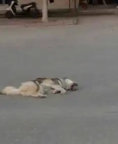 爸爸见义勇为帮路人追回钱包,哈士奇却被小偷的车碾死 爸爸见义勇为帮路人追回钱包,哈士奇却被小偷的车碾死