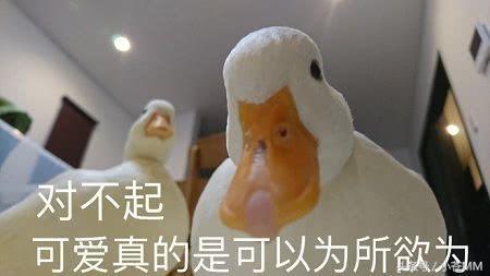 冲鸭类似的表情包超大