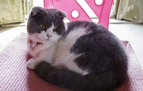  我希望你们懂我,因为这样猫小咪,才能陪你们更久