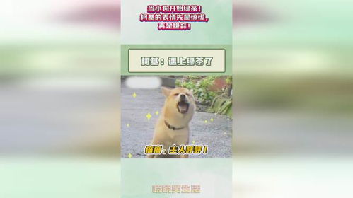  当小狗开始绿茶柯基的表情先是惊慌,再是嫌弃