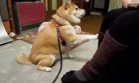  超萌柴犬求主人摸摸,这样子太可爱了