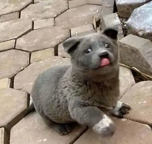  据说是蓝猫和二哈的混血宝宝...这只越南小狗凭表情包火遍全网