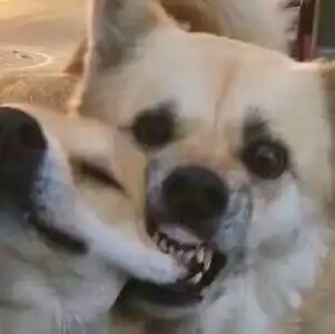 狗狗情侣头像 狗狗情侣头像