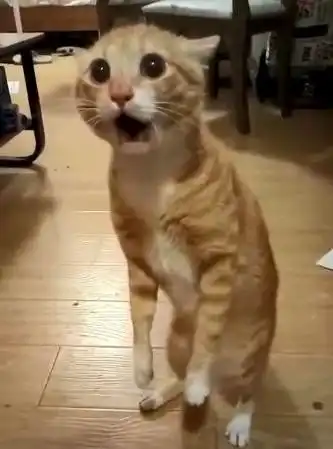 不能用手指我,小橘喵气到站起来,超龄菸嗓呛爆奴才  不能用手指我,小橘喵气到站起来,超龄菸嗓呛爆奴才