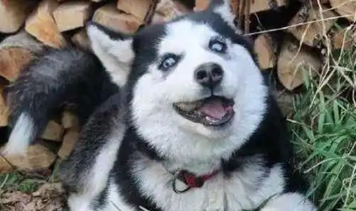  看起来很凶但是却不可能用来做警犬的狗狗,注定和警队无缘