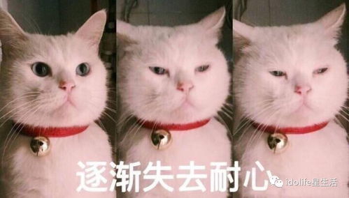  胡歌又结婚了这次是个小13岁的同门师妹...