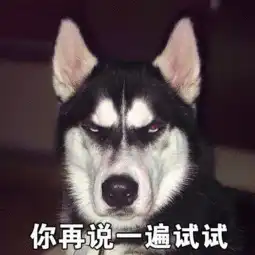 狗头图片表情包哈士奇咋