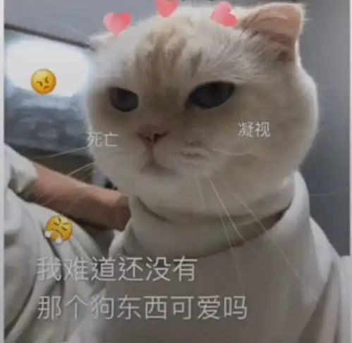  你的小可爱上线了