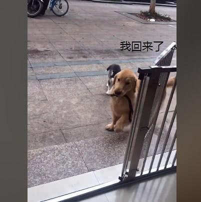  哈士奇还没玩够不回家,被无情的金毛拽回来,二哈的表情笑坏主人
