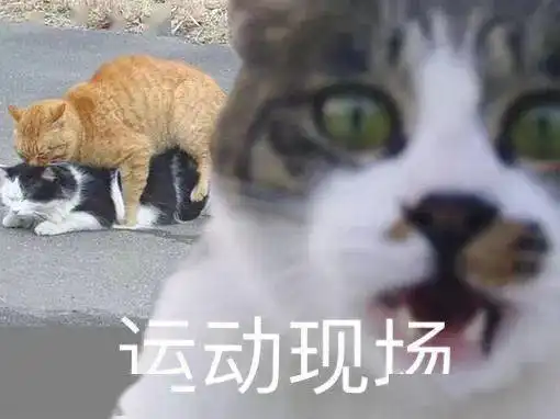  别瞎说,我们两个很相爱丨第224期喵表情