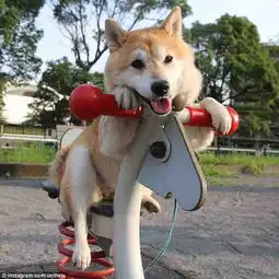  日本柴犬荡秋千萌翻网友伸着舌头笑容灿烂