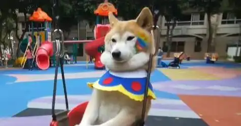  柴犬荡秋千一脸冷漠,脖子上赘肉瞩目,隔壁小孩子看呆了