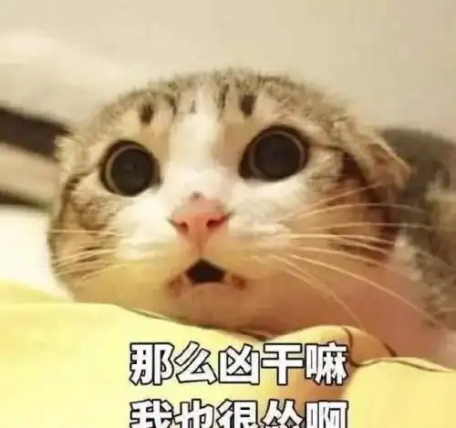 算我求你的表情包猫焦虑