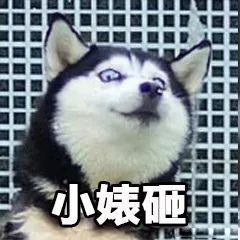 一大波二哈表情包,赶紧收好