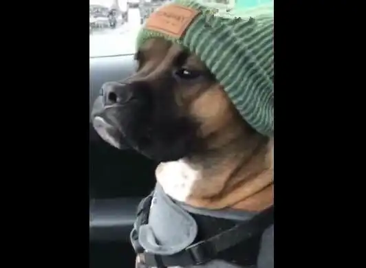 狗狗头戴个性帽子,傲慢表情像某明星,大家猜像谁  狗狗头戴个性帽子,傲慢表情像某明星,大家猜像谁